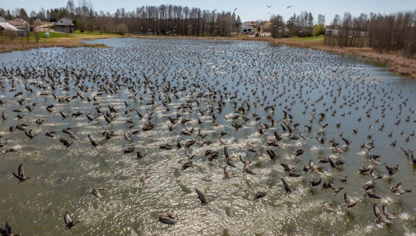 Haned tegutsevad varahommikuti ja õhtuti Navi küla põldudel. Lõuna ajal kogunetakse aga niigi saastumisega kimpus olevale Põrmu järvele. Kohalike kinnitusel on mõnel lõunal linde vähem, kuid on päevi, mil ei ole järvel vaba kohta. Foto ja video: AIGAR NAGEL